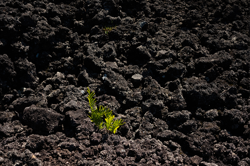 Chloe Ferres - Ectopic Plants